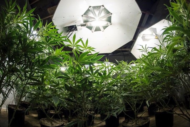 Buying Weed Online Has Three Advantages Asia Work buying-weed-online-has-three-advantages-asia-work