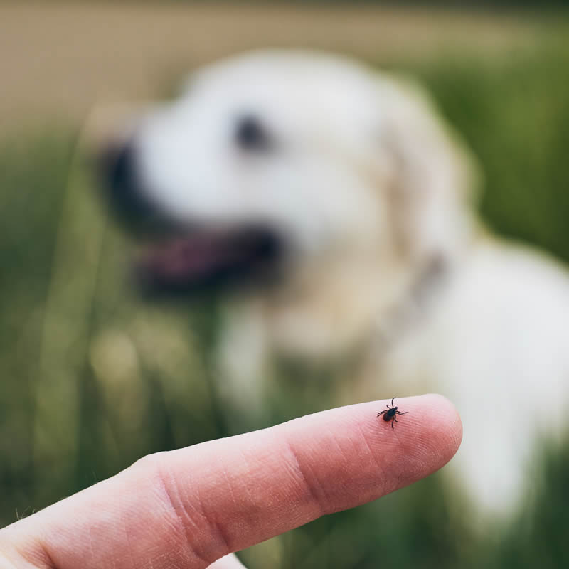 Compassionate Care, Trusted Expertise: Discover Heineke Veterinary Hospital